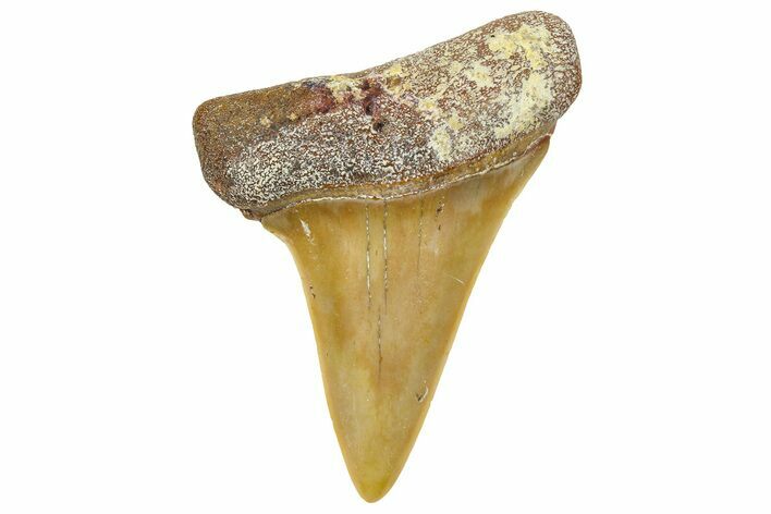 Fossil Mako Shark Tooth - Dakhla, Morocco #365237